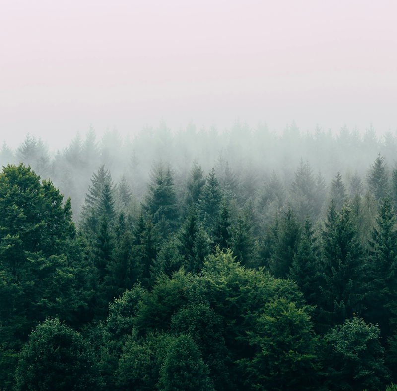 Forest in fog, photo by Filip Zrnzevićg on Unsplash