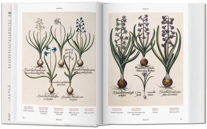 Basilius Besler Der Garten von Eichstätt Hortus Eystettensis | Weiß, image 2 of 4