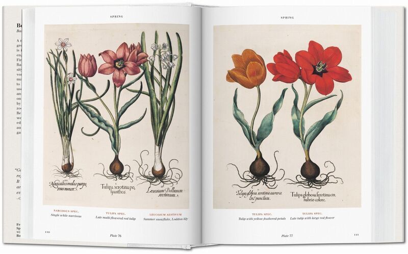 Basilius Besler Der Garten von Eichstätt Hortus Eystettensis | Weiß, image 3 of 4