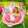 Bright Starts Pink Paradise Tragbare Babywippe | pink thumbnail 2/3