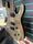 Chapman ML1 Modern Baritone Graphite 2017 Electric Guitar | Original, thumbnail 5 of 5