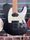 Charvel Pro-Mod So-Cal Style 2 24 HH HT CM Satin Black 2022 Modified Electric | Satin Black, thumbnail 4 of 5