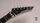 ESP Edwards E-ALEXI SCYTHE | biely, thumbnail 4 of 5