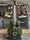 Gretsch G2622T Streamliner Torino Green 2017 Hollow Body Electric Guitar | green, thumbnail 1 of 5