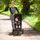 Hauck Buggy Rapid 3 | schwarz thumbnail 2/2