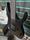 Ibanez RGRB720 Iron Label Black Flat 2024 7-String Electric Guitar | black, thumbnail 5 of 5