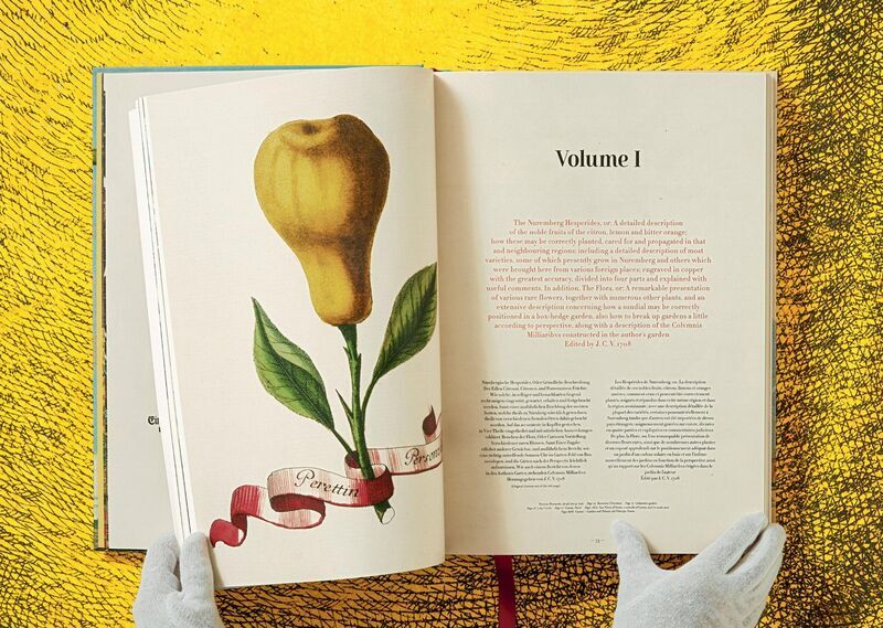J. C. Volkamer. The Book of Citrus Fruits | Weiß, image 4 of 4