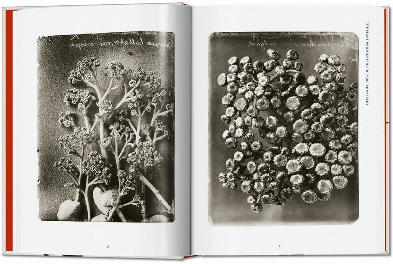 Karl Blossfeldt. The Complete Published Work. 45th Ed. | Bijela, image 3 of 4