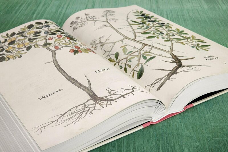 Leonhart fox. Das New herb book | white, image 3 of 4