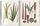 Martius. The Book of Palms | Weiß, thumbnail 3 of 4