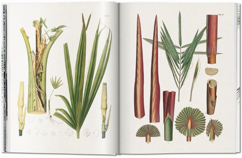 Martius. The Book of Palms | Weiß, image 3 of 4