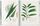 Martius. The Book of Palms | Weiß, thumbnail 4 of 4
