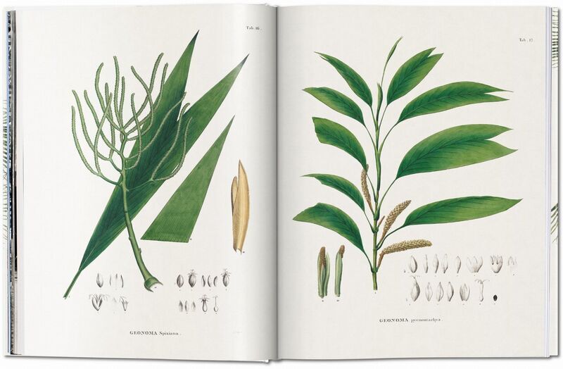 Martius. The Book of Palms | Weiß, image 4 of 4