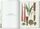 Martius. The Book of Palms. 45th Ed. | Weiß, thumbnail 3 of 4