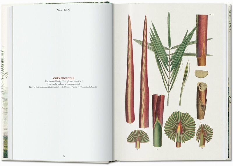 Martius. The Book of Palms. 45th Ed. | Weiß, image 3 of 4