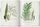 Martius. The Book of Palms. 45th Ed. | Weiß, thumbnail 4 of 4