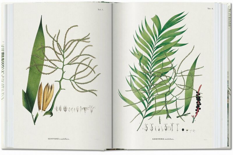 Martius. The Book of Palms. 45th Ed. | Weiß, image 4 of 4