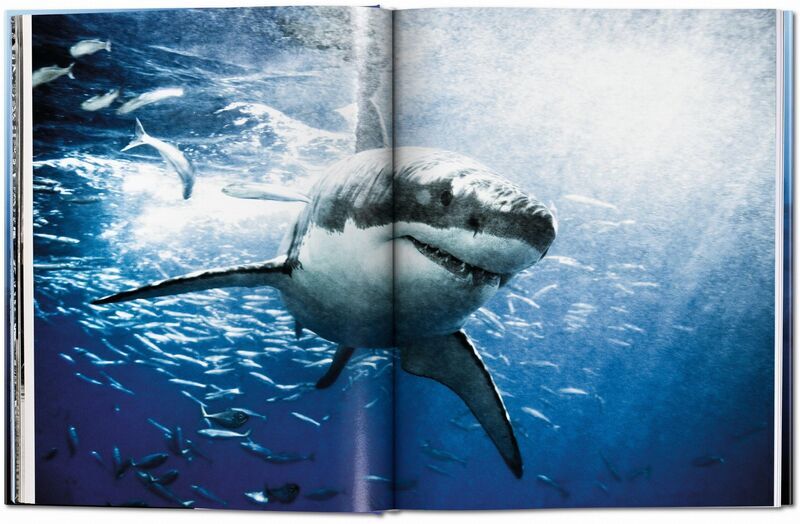 Michael Muller. Sharks | Weiß, image 3 of 4