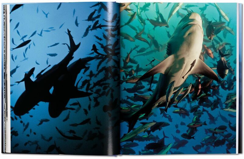 Michael Muller. Sharks | Weiß, image 4 of 4