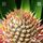 Nokia QNR43GV215 | 43" | silver thumbnail 2/5