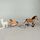 Schleich Bundle Bauernhof & Waldtiere 12 Teile Tierfigurene | multicolored, thumbnail 5 of 5