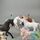 Schleich Bundle horses set von 8 figures | multicolored, thumbnail 1 of 3
