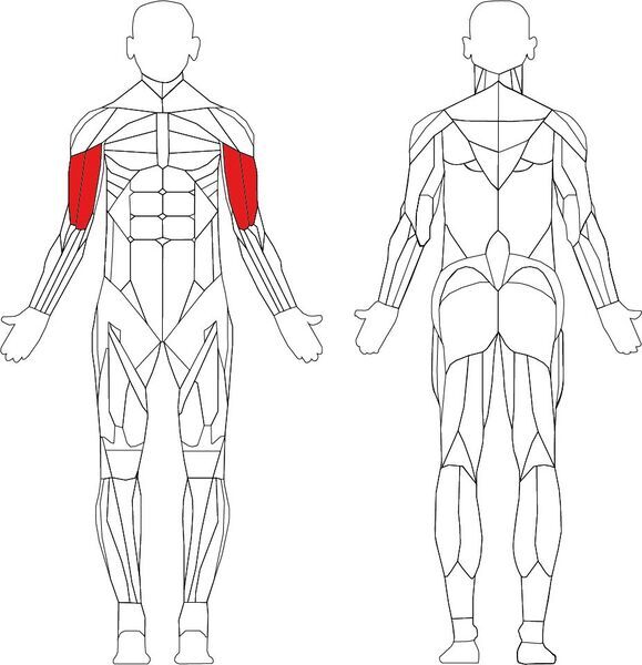 Technogym Element+ Arm Curl | черно/сиво 2