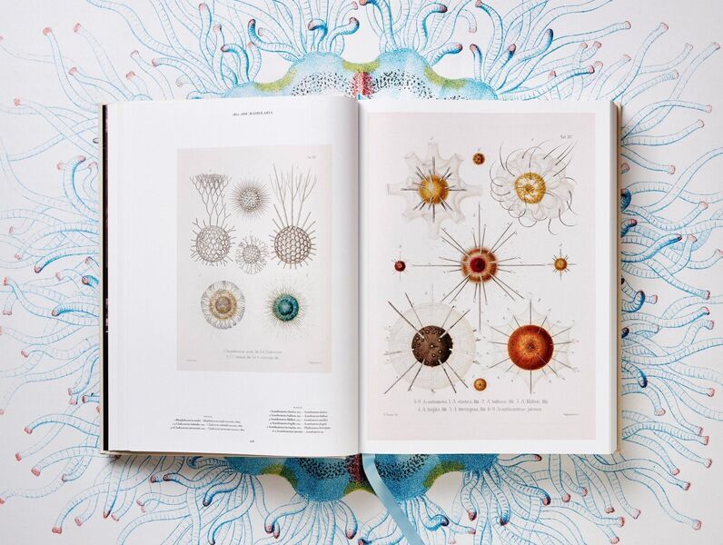 The Art and Science of Ernst Haeckel | white, image 4 of 4