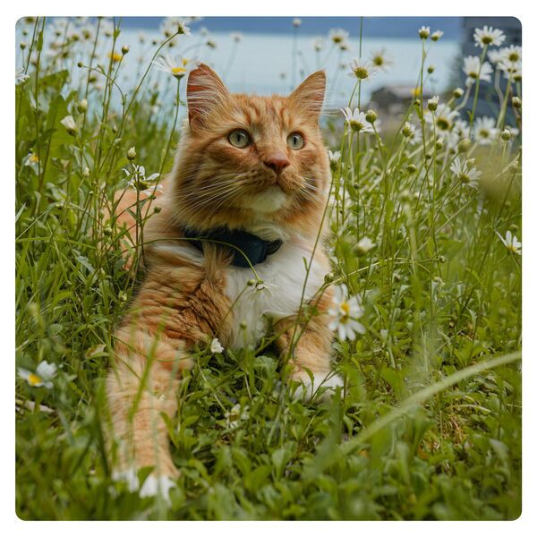 Tractive GPS CAT 4 - GPS Tracker Katze mit Aktivitätstracking | EXKL. ABO | TRAMINDB | Mitternachtsblau 4