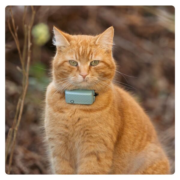 Tractive GPS CAT Mini - Cat Tracker & Activity Monitor | EXCL. ABO | TRCAT5MT | mint 4