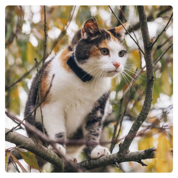 Tractive GPS CAT Mini: localizador GPS para gatos con seguimiento de actividad | SIN SUSCRIPCIÓN | TRCAT5DB | azul oscuro 3