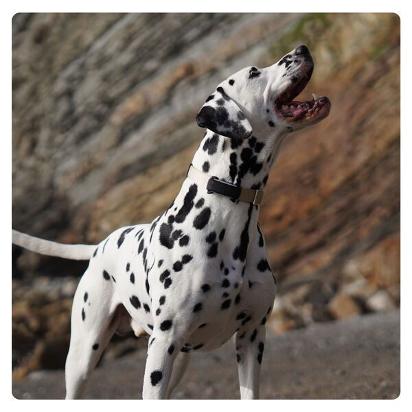 Tractive DOG 6 – GPS sledilnik za pse z zdravstvenimi funkcijami | BREZ NAROČNINE | TRDOG6BK | črn 3