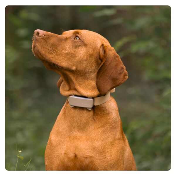 Tractive DOG 6 – GPS sledilnik za pse z zdravstvenimi funkcijami | BREZ NAROČNINE | TRDOG6BR | rjav 4