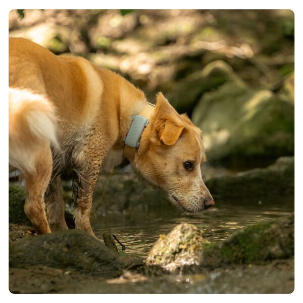 Tractive DOG 6 - GPS Dog Collar & Health Monitor | EXCL. ABO | TRDOG6MT | mint 4