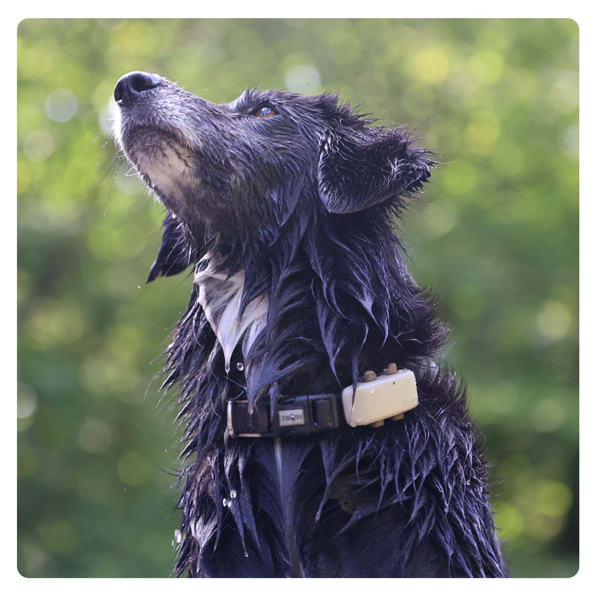 Tractive GPS Dog 4 - Refurbished Dog Tracker