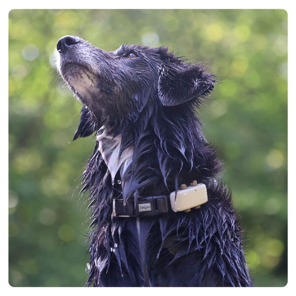 Tractive GPS DOG 4 – GPS-seurantalaite koiralle aktiivisuuden seurannalla | ILMAN TILAUSTA | TRNJA4 | ruskea 4