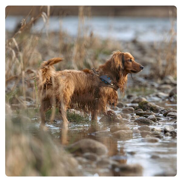 Tractive GPS DOG 4: rastreador GPS para perros con seguimiento de actividad | SIN SUSCRIPCIÓN | TRNJADB | Mitternachtsazul 4