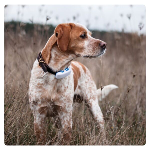 Tractive GPS Dog 4 Tracker for Dogs with Activity Tracking | EXCL. ABO | TRNJAWH | blue/white 4