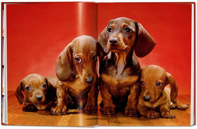 Walter Chandoha. Dogs. Photographs 1941–1991 | Weiß, image 4 of 4