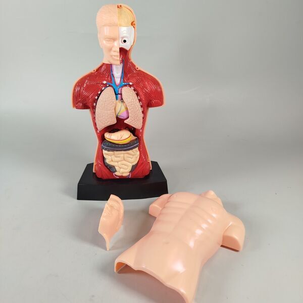 Walter Mein Anatomielabor – Lernset | multicolored 2