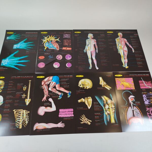 Walter Mein Anatomielabor – Lernset | multicolored 4