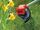 Einhell GC-CT 18/24 Li (1 x 2,0 Ah) Akku-Rasentrimmer | rot/schwarz, thumbnail 3 of 4
