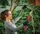 Einhell GE-GS 18/150 Li-Solo cordless pruning saw without battery | red/black, thumbnail 5 of 5