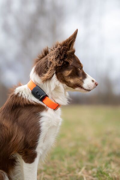 MiniFinder Atto Pro Haustier-GPS-Tracker | schwarz 3