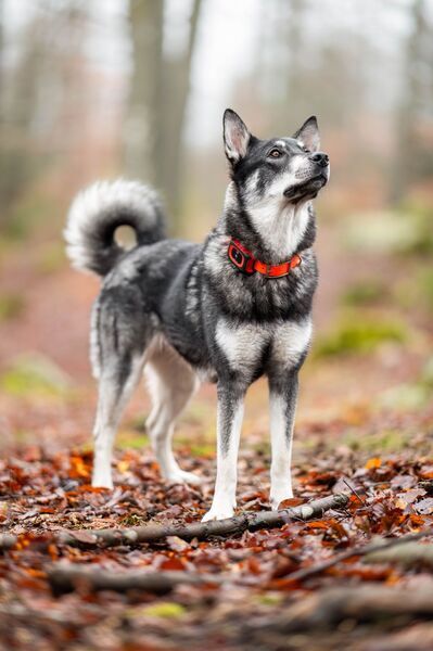 MiniFinder Rex Jagdhund-GPS-Tracker | schwarz/rot 3