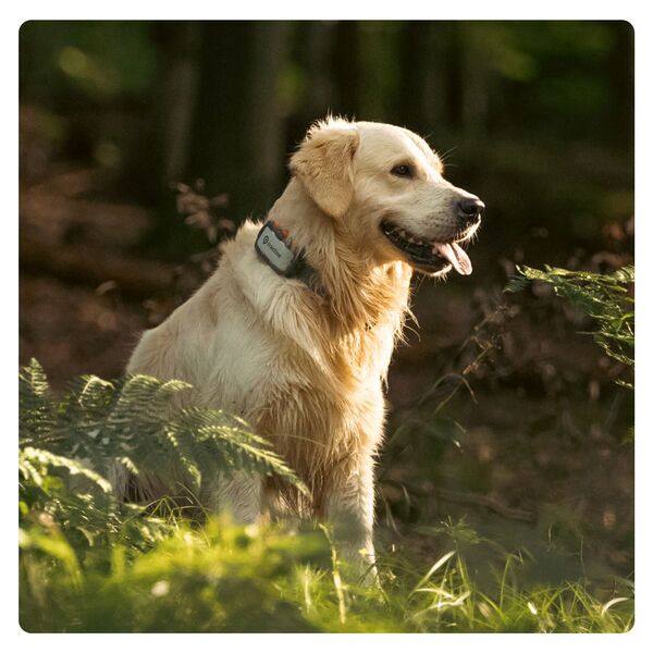 Tractive DOG XL Adventure Edition - Fiberglass-Reinforced GPS & Health Dog Tracker | EXCL. ABO | TRDOG4XLRUG | grey 4